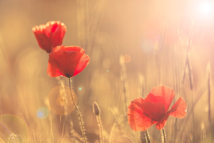 Poster Feldblumen Sommerkulisse