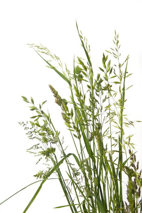 Poster Feldgras verschiedene Typen