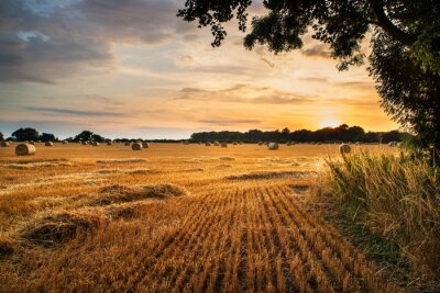 Feldlandschaft bei Sonnenuntergang