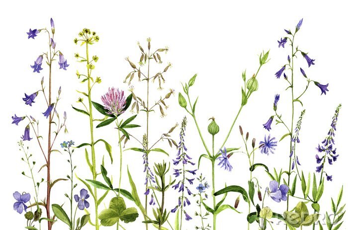 Poster Feldpflanzen und Blumen nach Maß - myredro.de