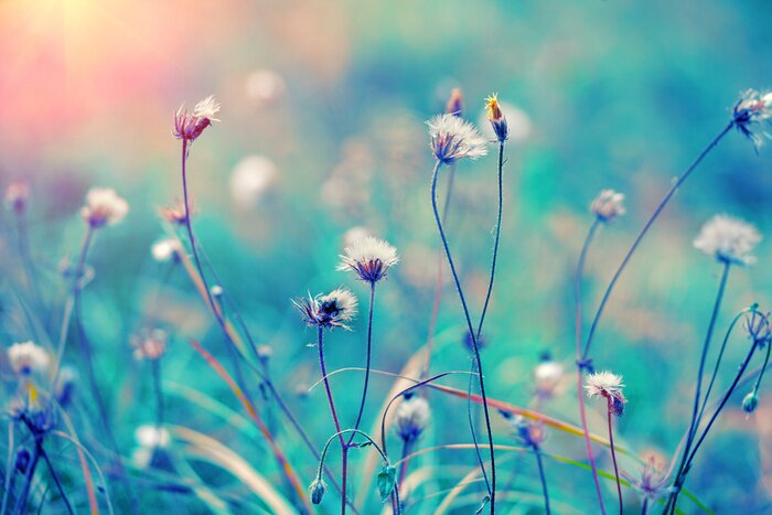 Poster Feldstängel und Gräser auf türkisfarbenem Hintergrund