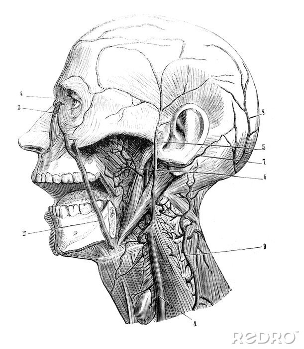 Poster Figur eines menschlichen Kopfes mit ausgeprägten Adern