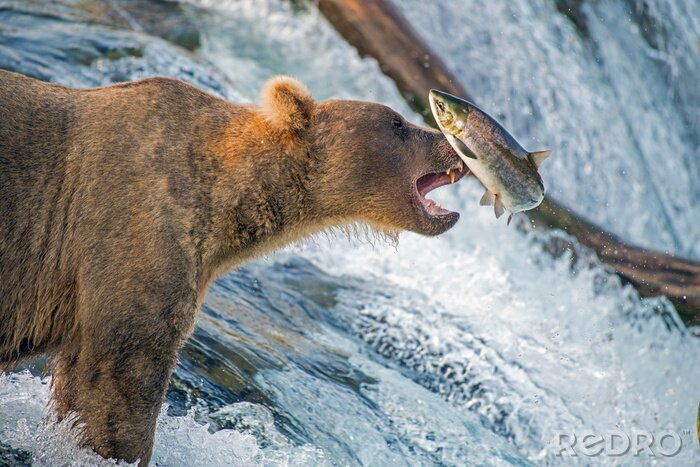 Poster Fisch fangender Bär