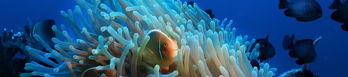 Poster Fisch und Korallenriff