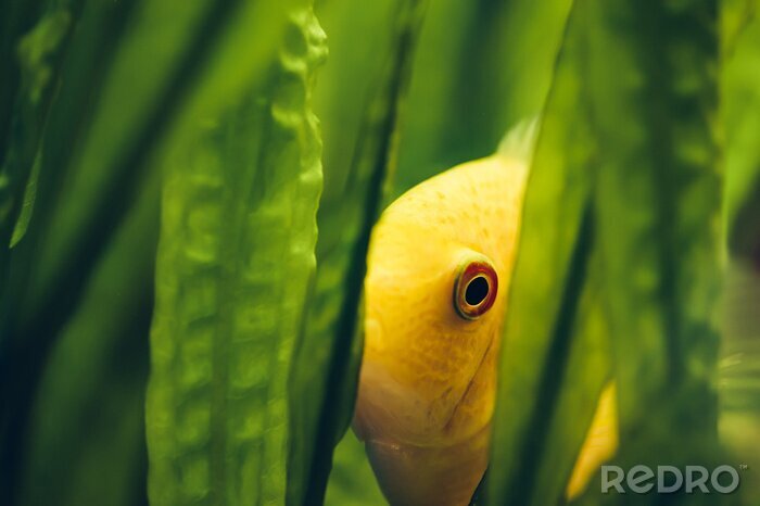 Poster Fisch zwischen Pflanzen versteckt