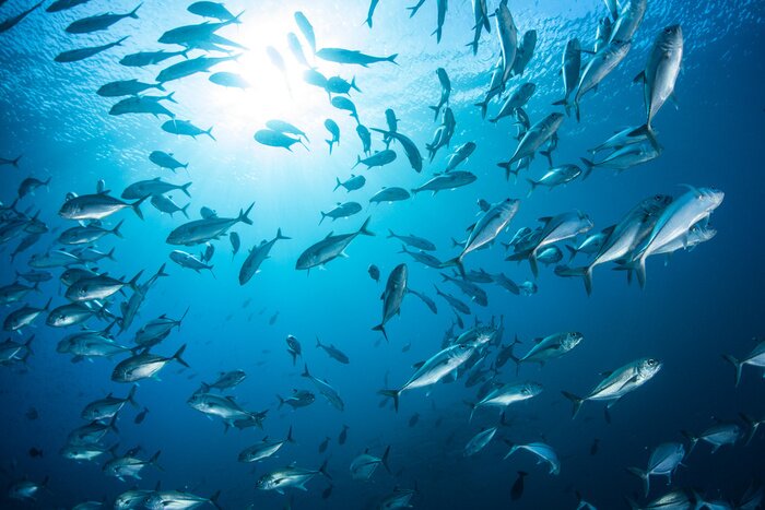 Poster Fischarten im Sonnenschein