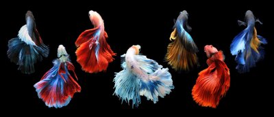 Fische mit interessanten Schwänzen