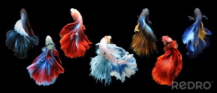 Poster Fische mit interessanten Schwänzen