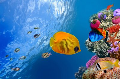 Fische und buntes Korallenriff