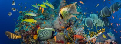 Fische und Korallenriff