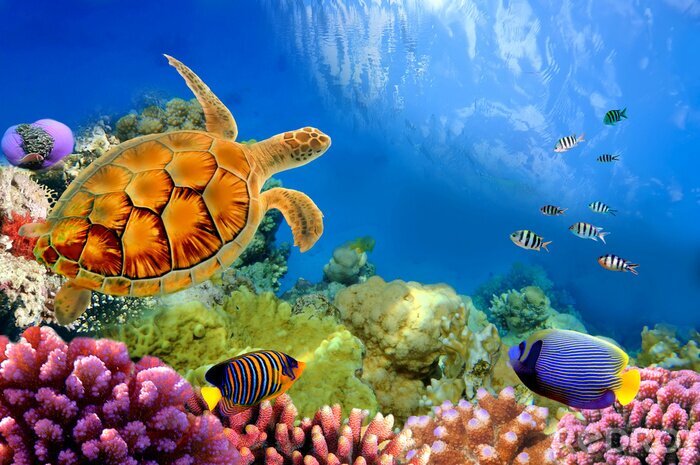 Poster Fische Wasserschildkröte und Korallenriff