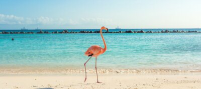 Flamingo am strand von aruba
