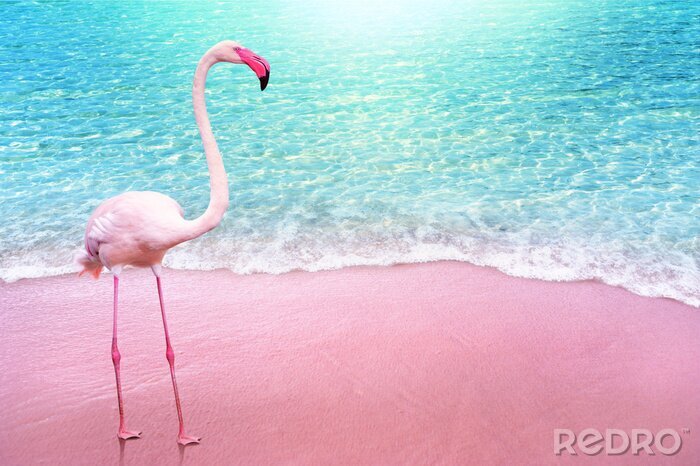 Poster Flamingo an einem rosa strand