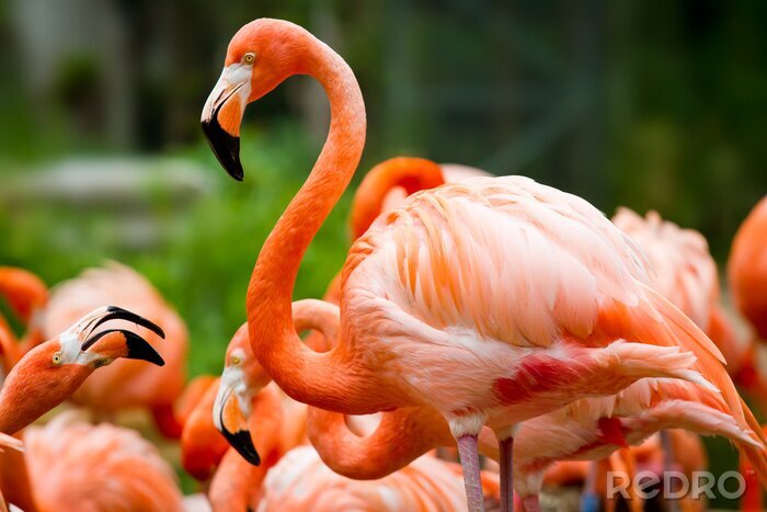 Poster Flamingo auf dem grünen Hintergrund