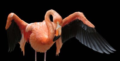 Flamingo mit ausgebreiteten Flügeln