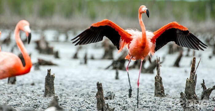 Poster Flamingo mit schwarzen Flügeln