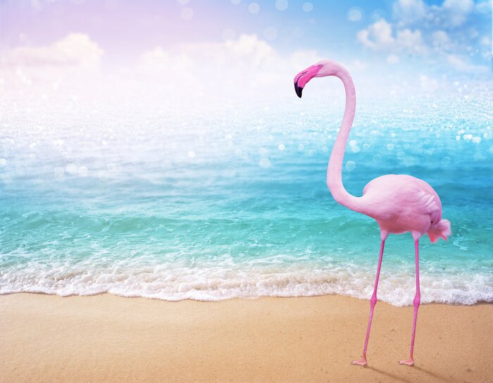 Poster Flamingo rosa auf einem Wasser Hintergrund