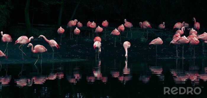 Poster Flamingos auf dem dunklen Wasser-Hintergrund