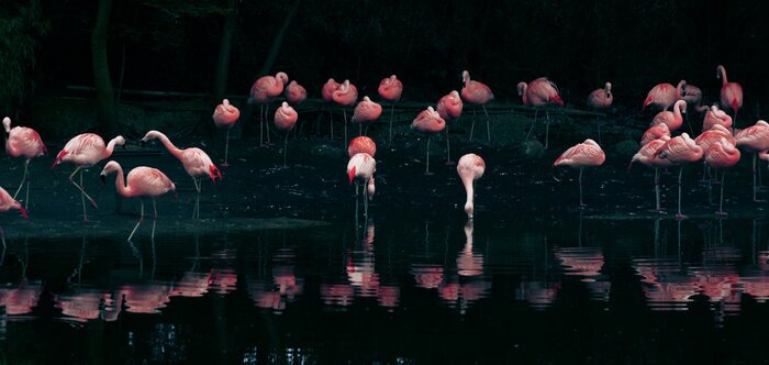 Poster Flamingos auf dem dunklen Wasser-Hintergrund