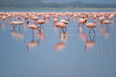 Flamingos auf einem verschwommenen see