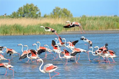 Poster Flamingos, die aus dem Wasser laufen