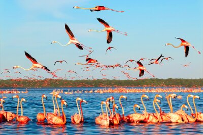 Flamingos im golf von mexiko