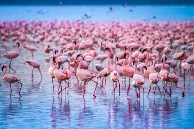 Flamingos im Schwarm