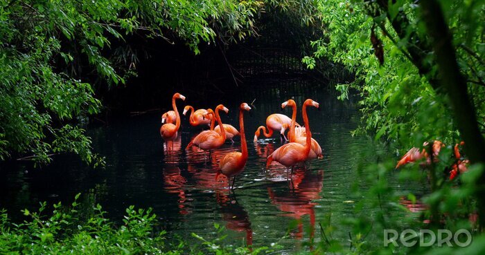 Poster Flamingos inmitten üppiger Pflanzenwelt