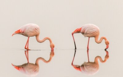 Poster Flamingos mit Spiegelung im Wasser