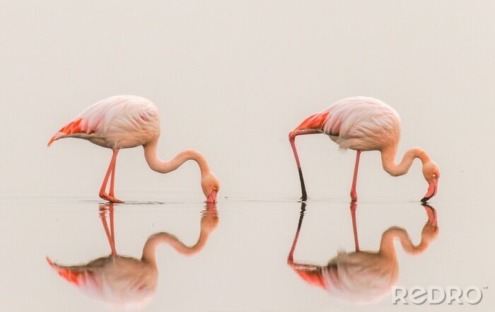 Poster Flamingos mit Spiegelung im Wasser