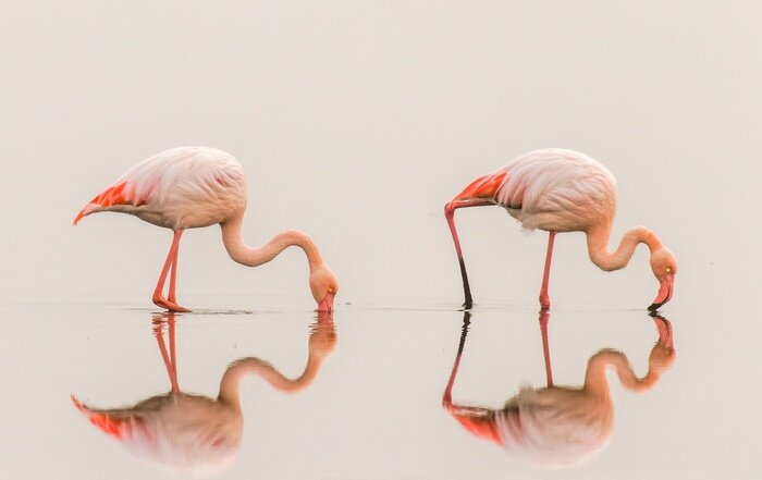 Poster Flamingos mit Spiegelung im Wasser