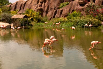 Poster Flamingos watend im Fluss