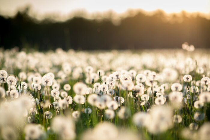 Poster Flaumige Blumen auf einer Wiese bei Sonnenaufgang