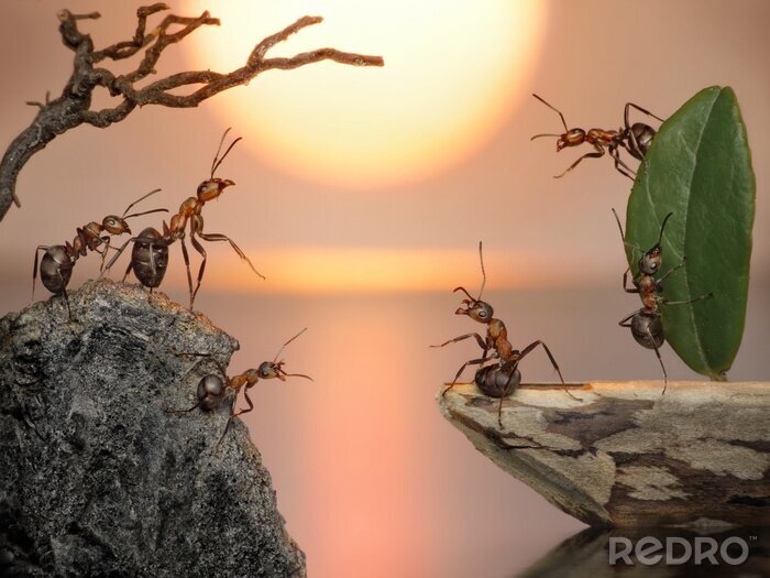 Poster Fleißige Tiere Ameisen