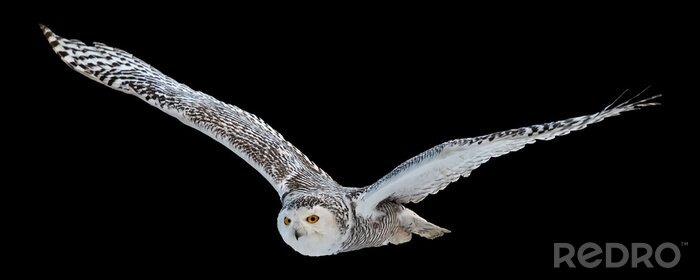 Poster Fliegende Eule auf schwarzem Hintergrund