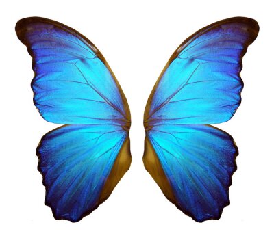 Flügel eines großen blauen Schmetterlings