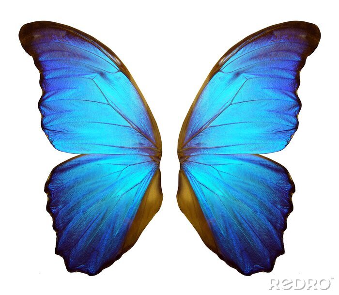 Poster Flügel eines großen blauen Schmetterlings