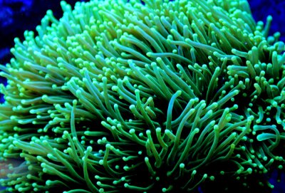 Fluoreszierendes Korallenriff