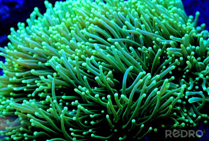 Poster Fluoreszierendes Korallenriff