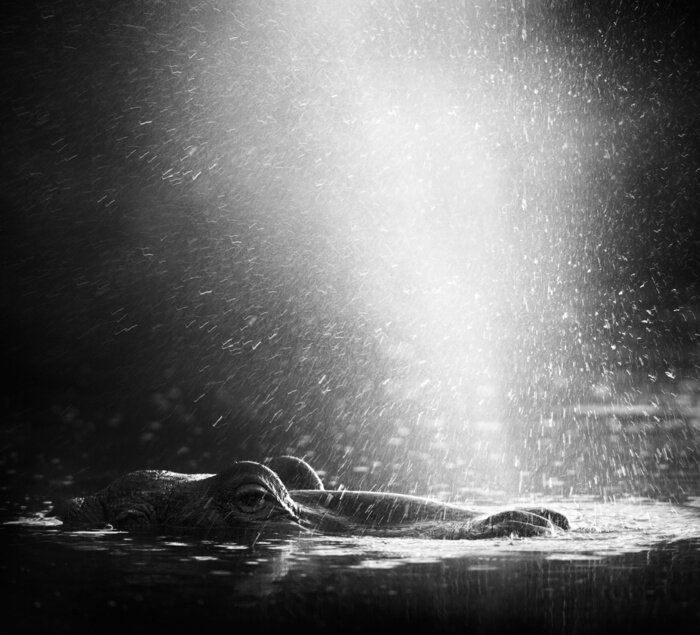 Poster Flusspferd im Wasser