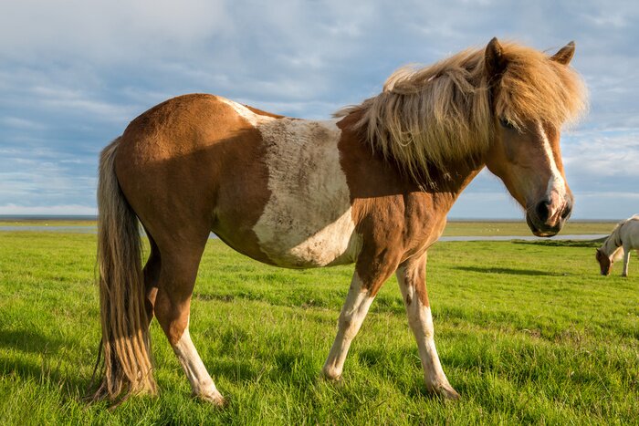 Poster Fohlen inmitten des Grüns