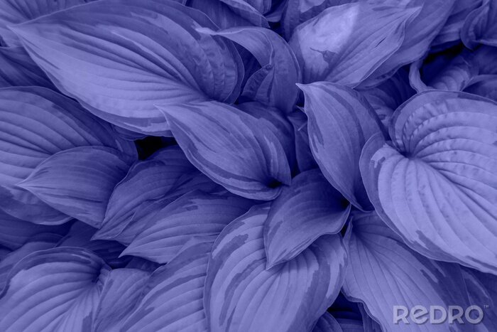 Poster Foliage with the main trendy Very Peri Color Of The Year 2022