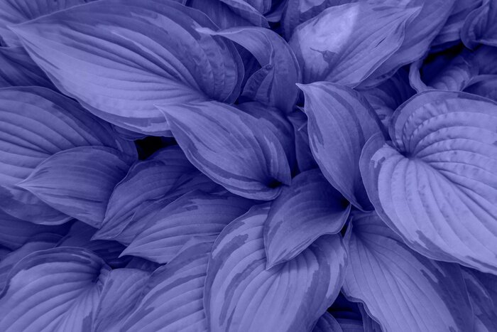 Poster Foliage with the main trendy Very Peri Color Of The Year 2022