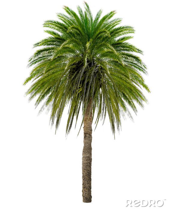 Poster Foto der Palme mit hellgrünen Blättern