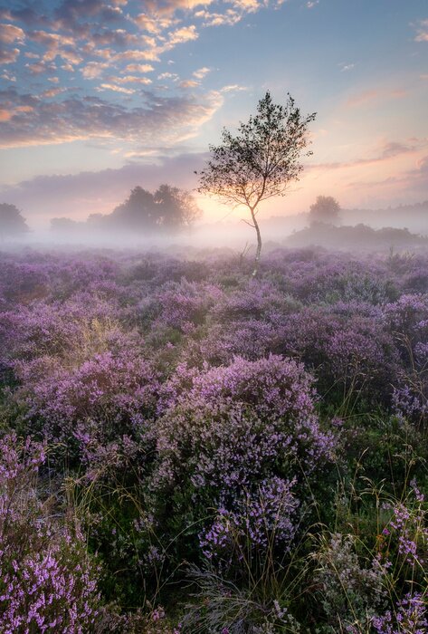 Poster Foto einer Feldwiese
