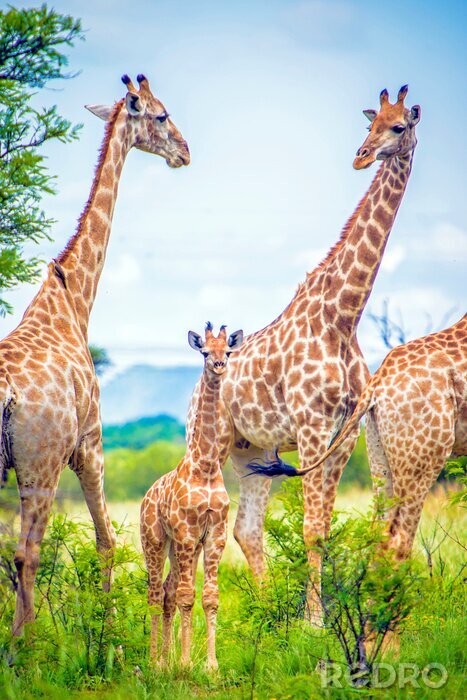 Poster Foto einer Gruppe von Giraffen