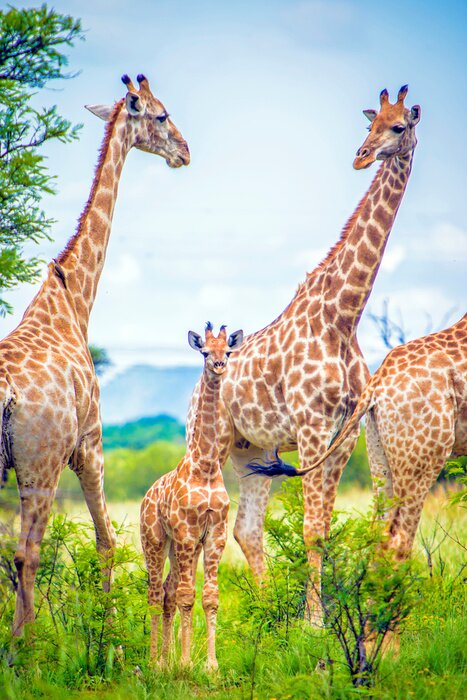 Poster Foto einer Gruppe von Giraffen