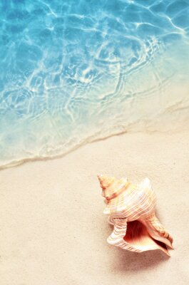 Poster Foto einer Muschel am Strand