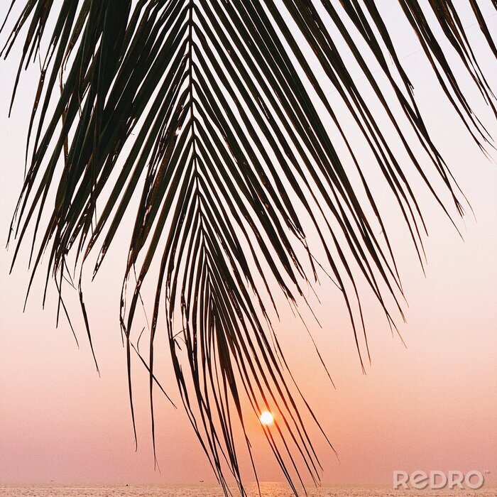 Poster Foto einer Palme vor dem Hintergrund der Sonne