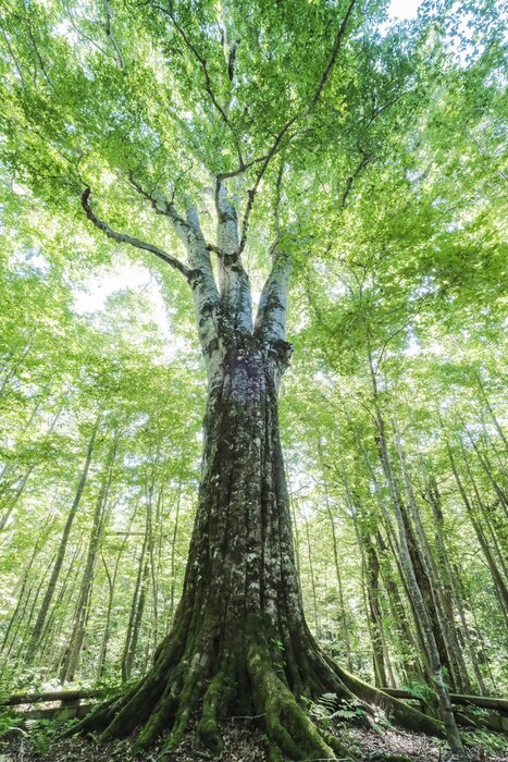 Poster Foto eines Baumes aus Froschperspektive